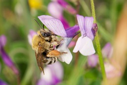 La vie privée des abeilles sauvages