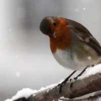 Giboulées de printemps : pensez à eux !