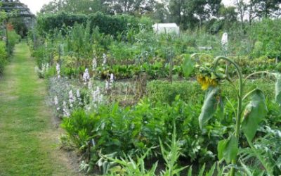 Faire un potager bio – Des livres pour aller plus loin…